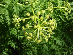 Molopospermum peloponnesiacum