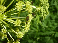 Molopospermum peloponnesiacum