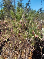 Salix saxatilis