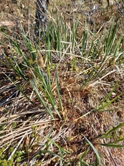 Carex soczavaeana