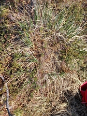 Carex soczavaeana