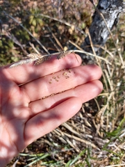 Carex soczavaeana