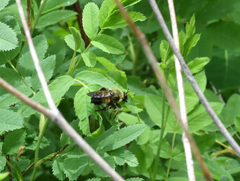 Laphria sacrator