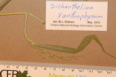 Dichanthelium xanthophysum