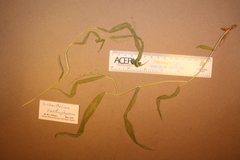 Dichanthelium xanthophysum