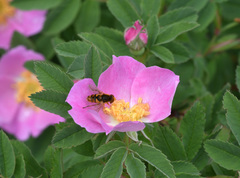 Parhelophilus obsoletus