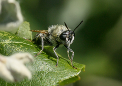 Stratiomys longicornis