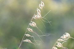 Loudetiopsis chrysothrix