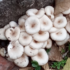 Fungi