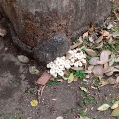 Fungi