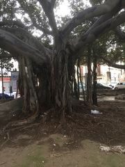 Ficus elastica