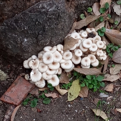 Fungi