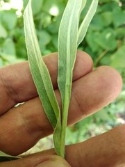 Centaurea fuscomarginata