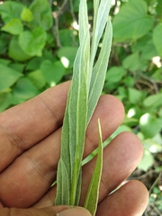 Centaurea fuscomarginata