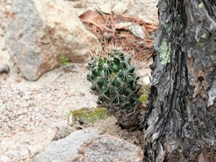 Coryphantha clavata stipitata