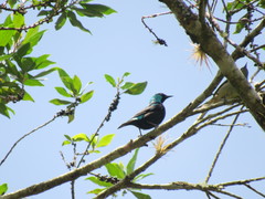 Dacnis venusta