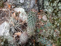 Coryphantha clavata stipitata