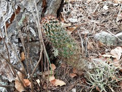 Coryphantha clavata stipitata