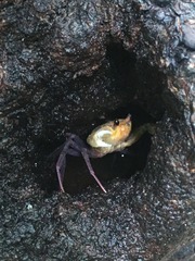 Madagapotamon humberti