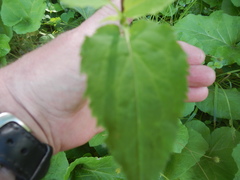 Bistorta officinalis