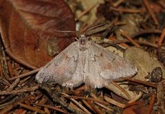 Adalbertia castiliaria