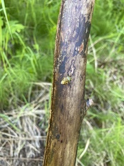 Elasmostethus interstinctus