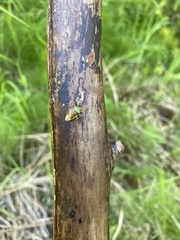 Elasmostethus interstinctus