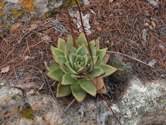 Echeveria agavoides