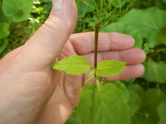 Bistorta officinalis