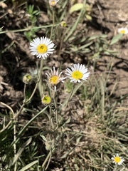Erigeron flagellaris