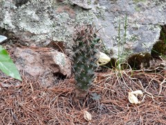 Coryphantha clavata stipitata