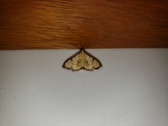 Blepharomastix ranalis