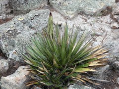 Agave filifera