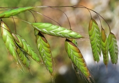 Bromus squarrosus