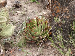 Echeveria agavoides