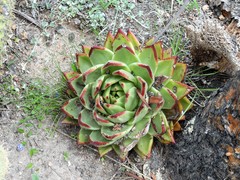 Echeveria agavoides