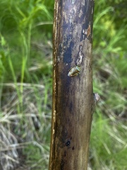 Elasmostethus interstinctus