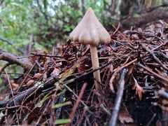 Entoloma latericolor