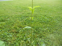 Bistorta officinalis