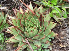 Echeveria agavoides