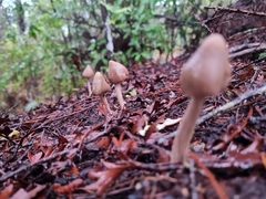 Entoloma latericolor