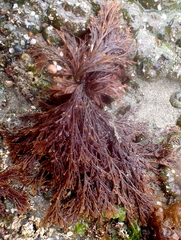 Microcladia borealis