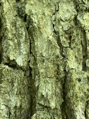 Bacidia rubella
