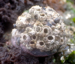 Tegula funebralis