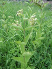 Asclepias ovata