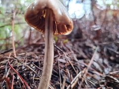 Entoloma latericolor