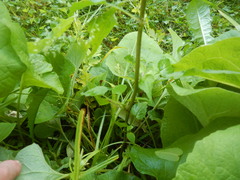 Bistorta officinalis