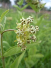 Asclepias ovata
