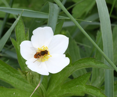 Parhelophilus obsoletus