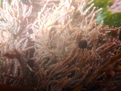 Lithothrix aspergillum